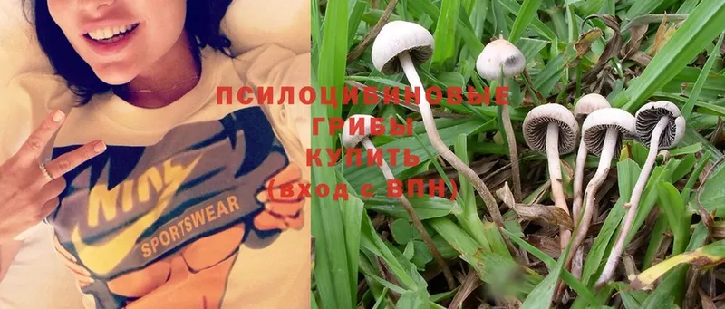 где найти наркотики  блэк спрут ссылки  Псилоцибиновые грибы Psilocybine cubensis  Неман 